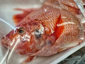 Fresh Whole Tilapia Farm Raised Tray Macro