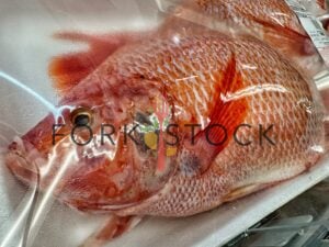 Fresh Whole Tilapia Farm Raised Tray Macro