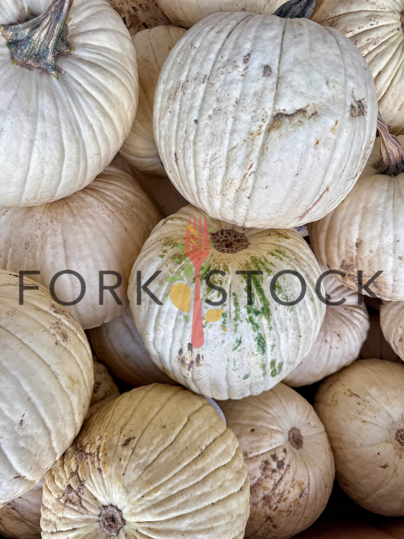 Casper White Pumpkin Or Lumina Pumpkins